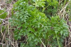 Angelica gmelinii