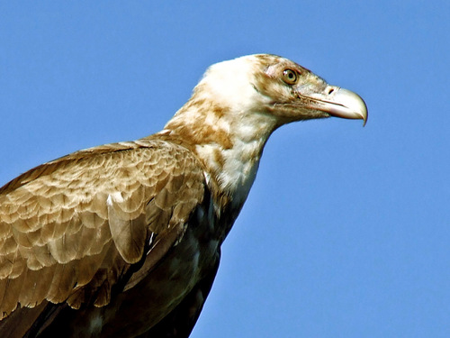 Palm-nut Vulture