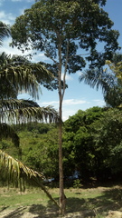 Astronium graveolens