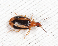 Lebia solea