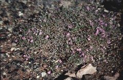 Scaevola oxyclona