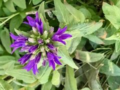 Campanula glomerata