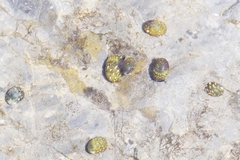 Theodoxus fluviatilis