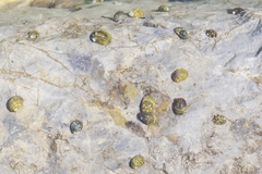 Theodoxus fluviatilis