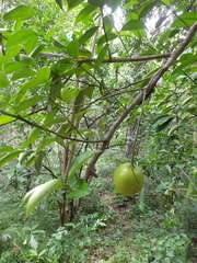 Citrus × latifolia