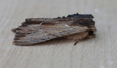 Apamea cuculliformis