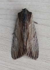 Apamea cuculliformis