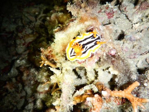 Magnificent Chromodoris (Chromodoris magnifica)