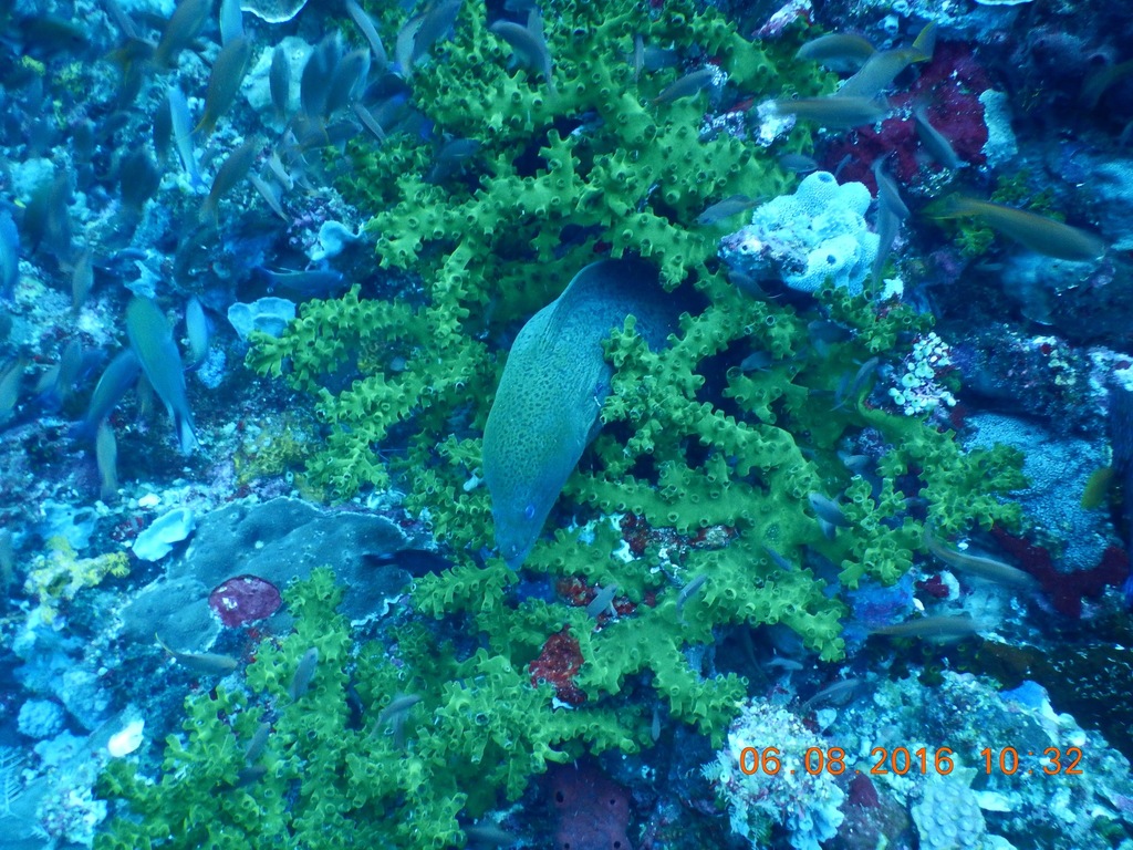 Giant Moray (Gymnothorax javanicus) — recorded at German Flag