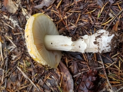 Gemmatae