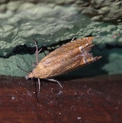 Lathronympha strigana