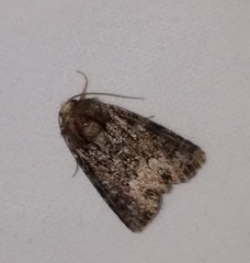 Oligia strigilis