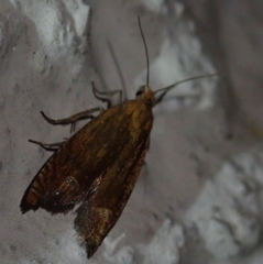 Lathronympha strigana