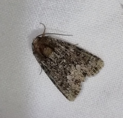 Oligia strigilis