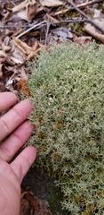 Cladonia amaurocraea