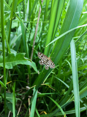Chiasmia clathrata