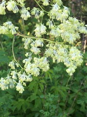 Thalictrum dasycarpum