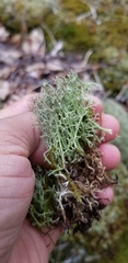 Cladonia amaurocraea