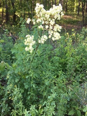 Thalictrum dasycarpum