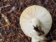 Gemmatae