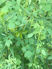 Thalictrum dasycarpum