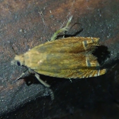 Lathronympha strigana