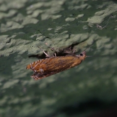 Lathronympha strigana