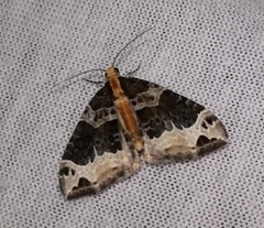 Ecliptopera capitata