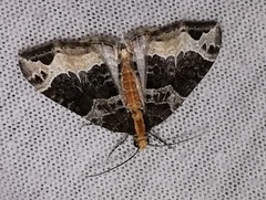 Ecliptopera capitata