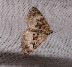 Xanthorhoe biriviata