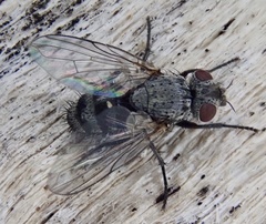 Triarthria setipennis
