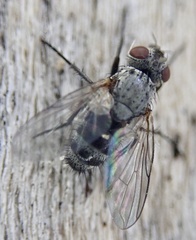 Triarthria setipennis