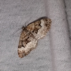 Xanthorhoe biriviata