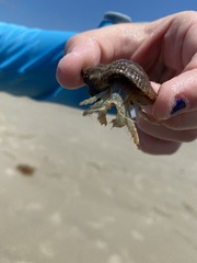 Isocheles wurdemanni