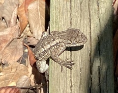 Sceloporus occidentalis