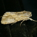 Southern Armyworm Moth - Photo (c) Monica Krancevic, some rights reserved (CC BY-NC), uploaded by Monica Krancevic