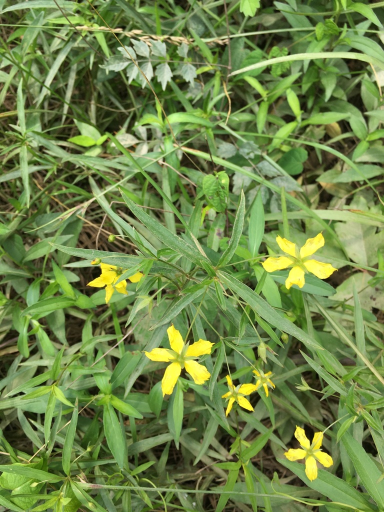 Lanceleaf Loosestrife from Grassy Island Rd, Wadesboro, NC, US on June