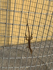 Anolis pulchellus