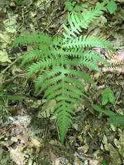 Phegopteris