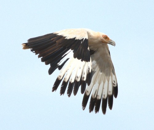 Palm-nut Vulture