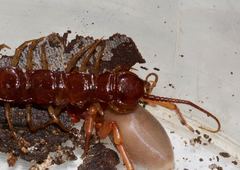 Lithobius peregrinus