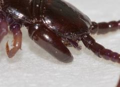 Lithobius peregrinus