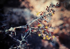 Acacia erinacea
