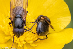 Cheilosia albitarsis