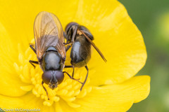 Cheilosia albitarsis