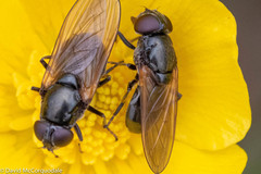 Cheilosia albitarsis