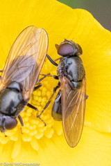 Cheilosia albitarsis