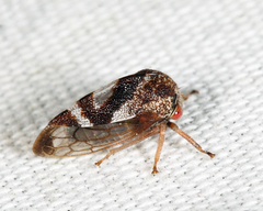 Cyrtolobus vau