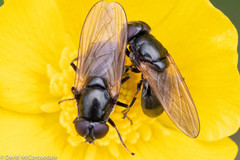 Cheilosia albitarsis