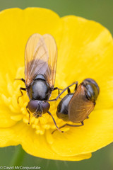 Cheilosia albitarsis